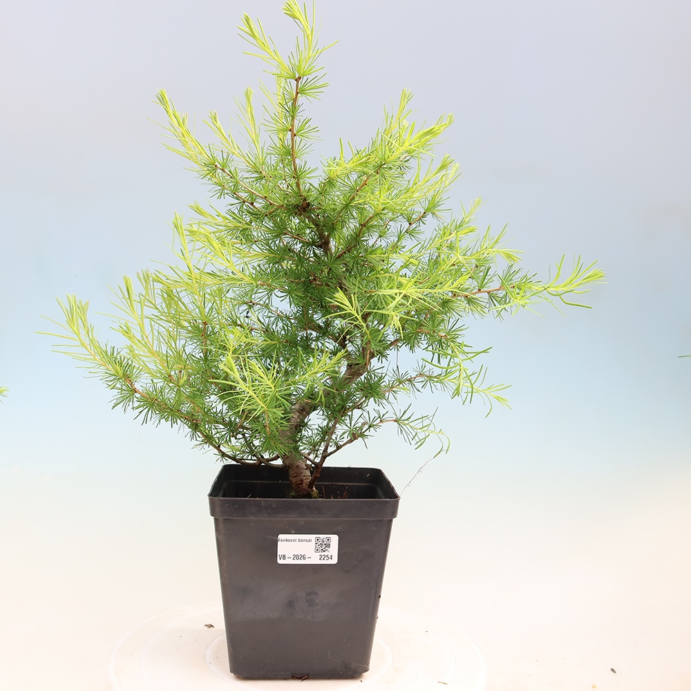Bonsai für draußen -Larix decidua - Lärche