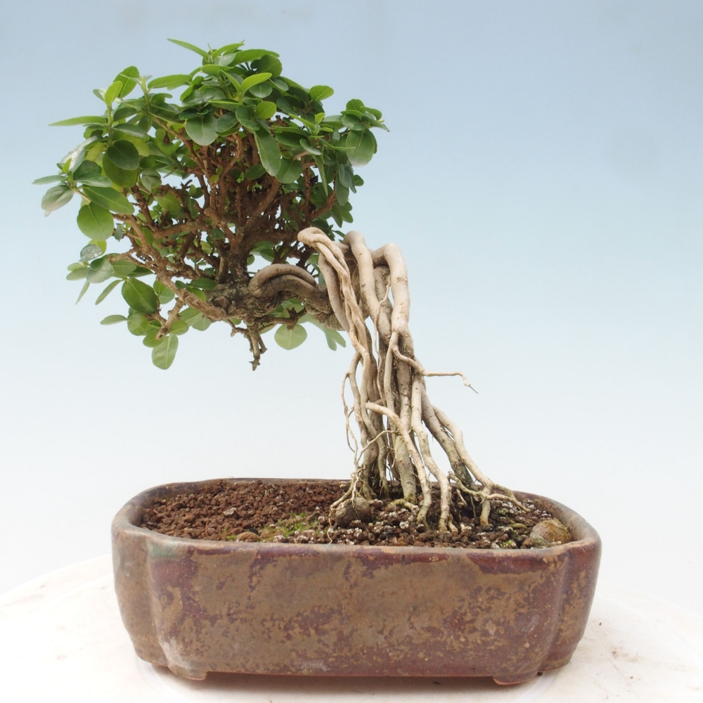 Zimmerbonsai - Premna serratifolia - Kozlovon kleinblättrig
