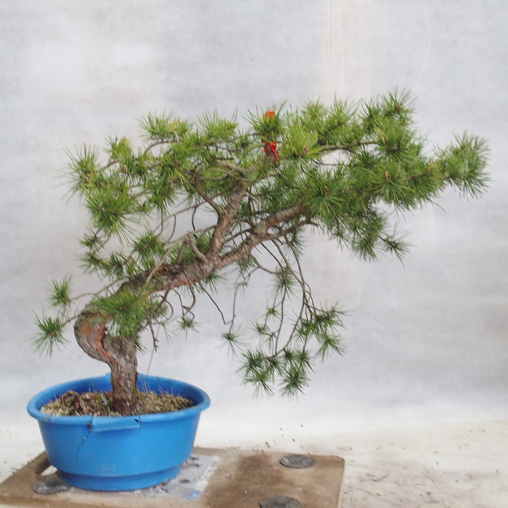 Yamadori - Pinus sylvestris 