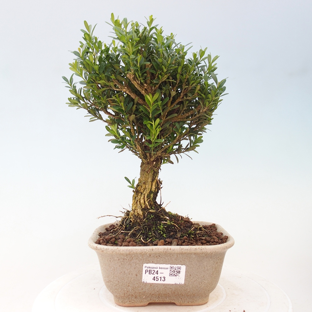 Zimmerbonsai - Buxus harlandii - Korkbuchsbaum
