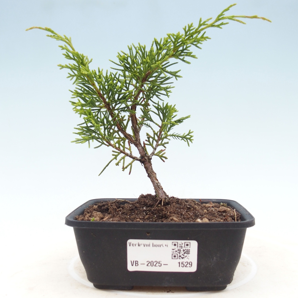 Outdoor bonsai - Juniperus chinensis Itoigawa - Chinese juniper
