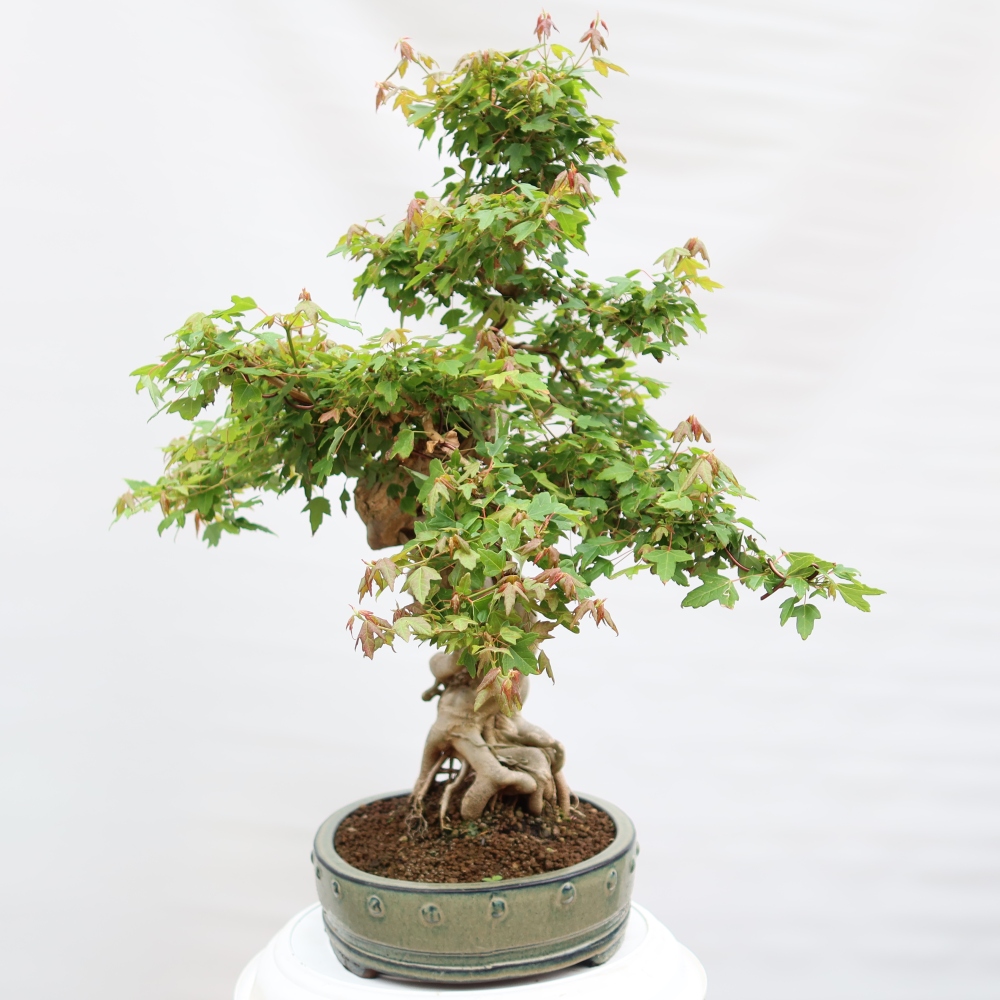 Bonsai für draußen - Ahorn Burger - Acer Burgerianum