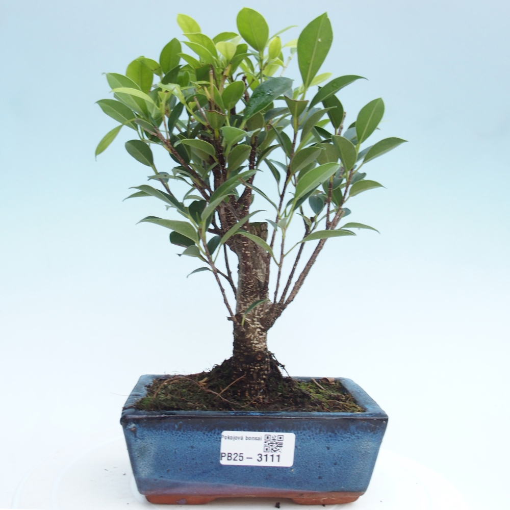 Zimmerbonsai - Ficus retusa - kleinblättriger Ficus