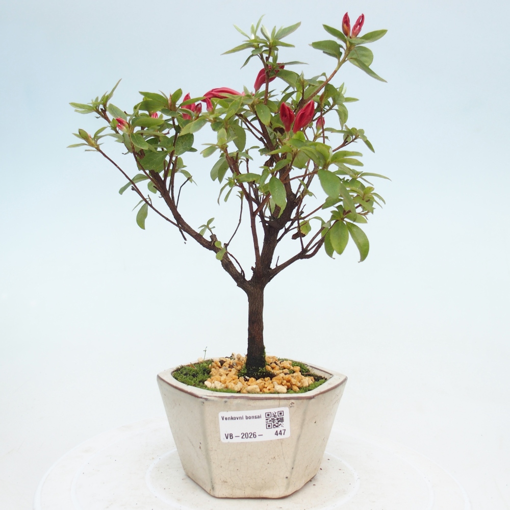 Bonsai für draußen - Japanische Azalee - Azalea sp.