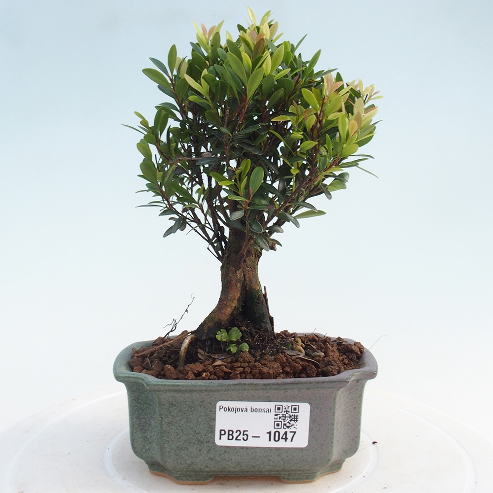 Zimmer Bonsai - Syzygium - Pimentovník