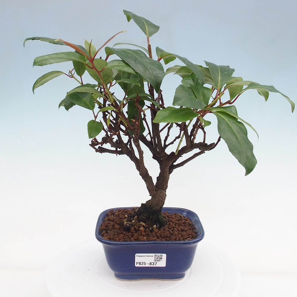 Indoor bonsai -Kadsura japonica 