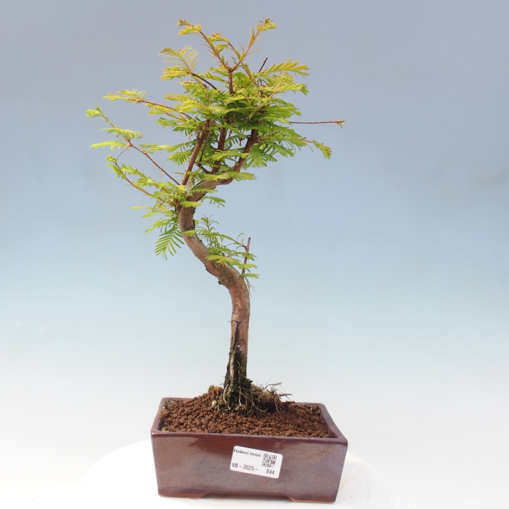 Bonsai im Freien - Metasequoia glyptostroboides - Chinesischer Metasequoia