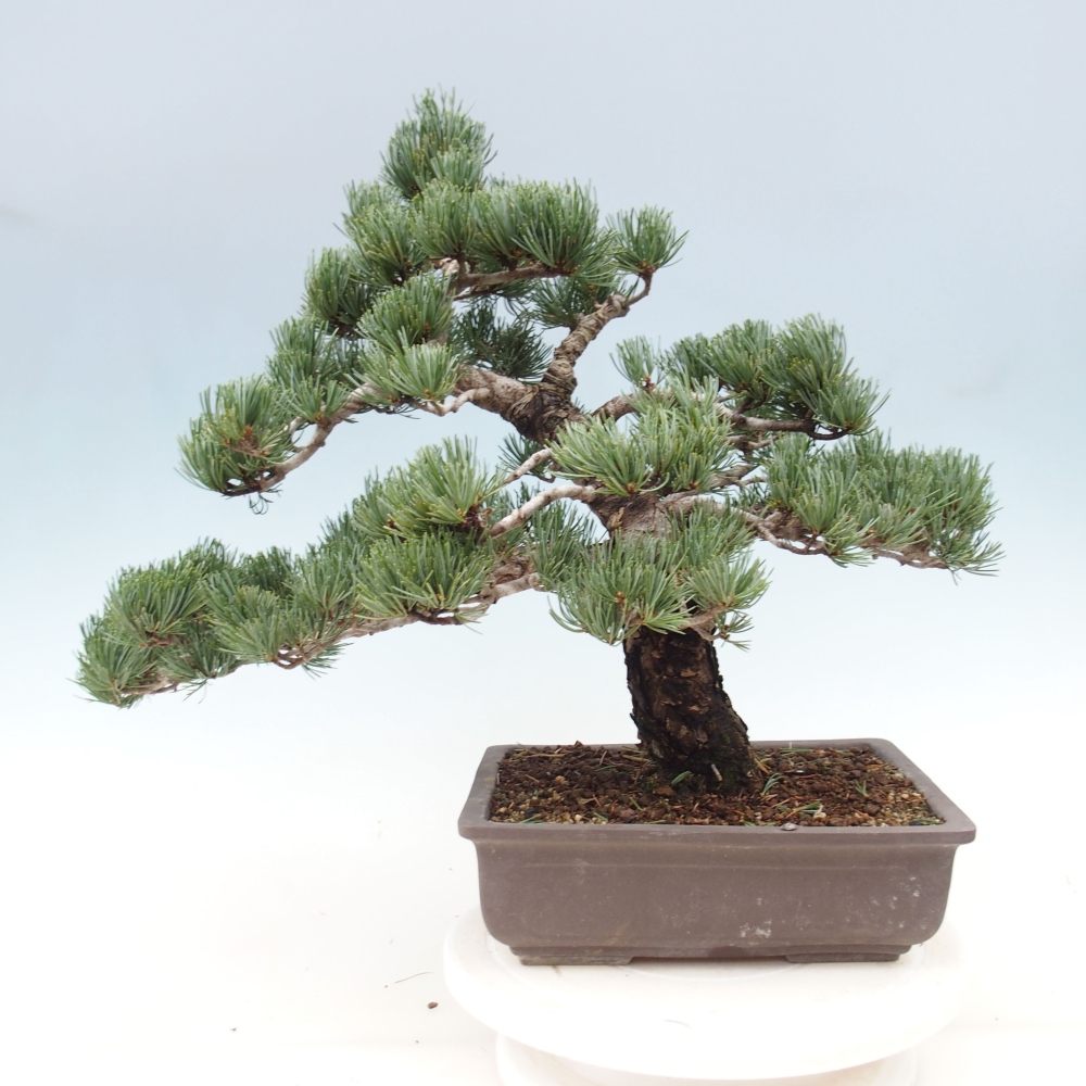 Bonsai im Freien - Pinus parviflora - kleine Kiefer