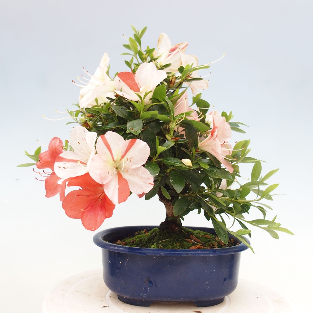 Bonsai im Freien - Japanische Azalee - Azalea Asazakura