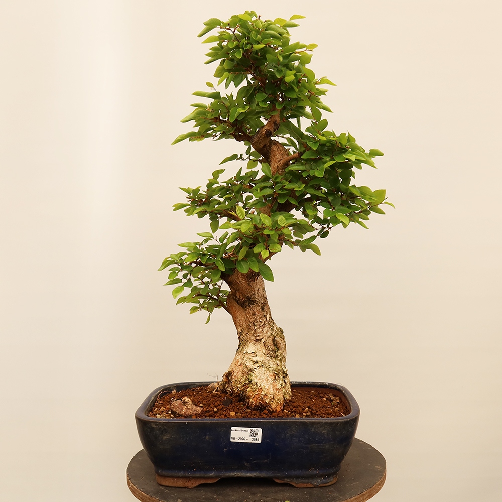 Bonsai im Freien - Carpinus Coreana - Koreanische Hainbuche