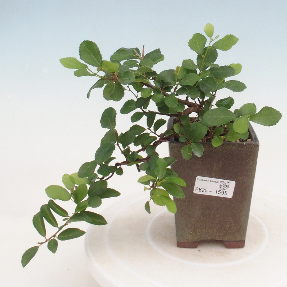 Zimmerbonsai - Grewia occidentalis - Lavendelstern