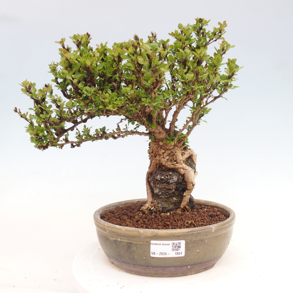 Bonsai für draußen - Berberis coreana