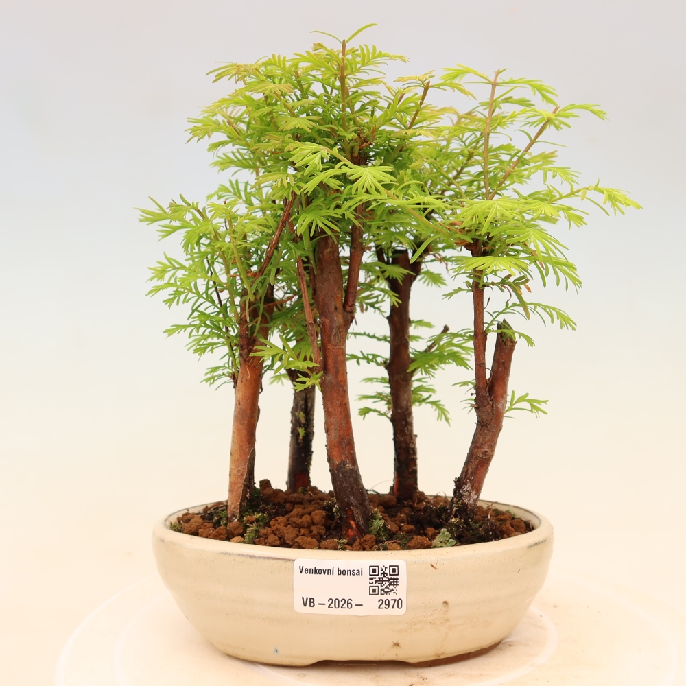 Bonsai für den Außenbereich – Metasequoia glyptostroboides – Chinesische Metasequoia – Wäldchen