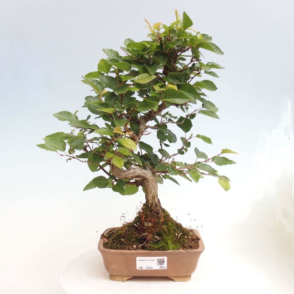 Bonsai im Freien -Carpinus CARPINOIDES - Koreanische Hainbuche