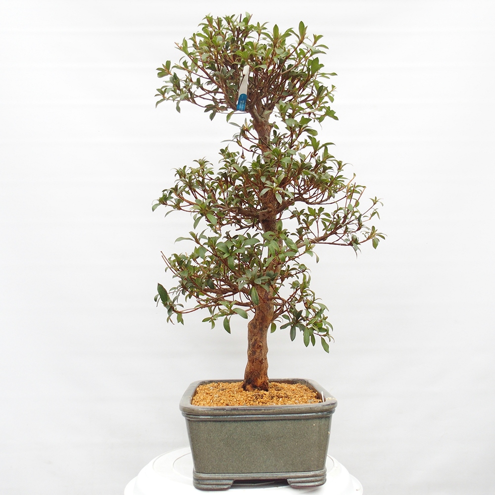 Bonsai für draußen - Japanische Azalee - Azalee Koki