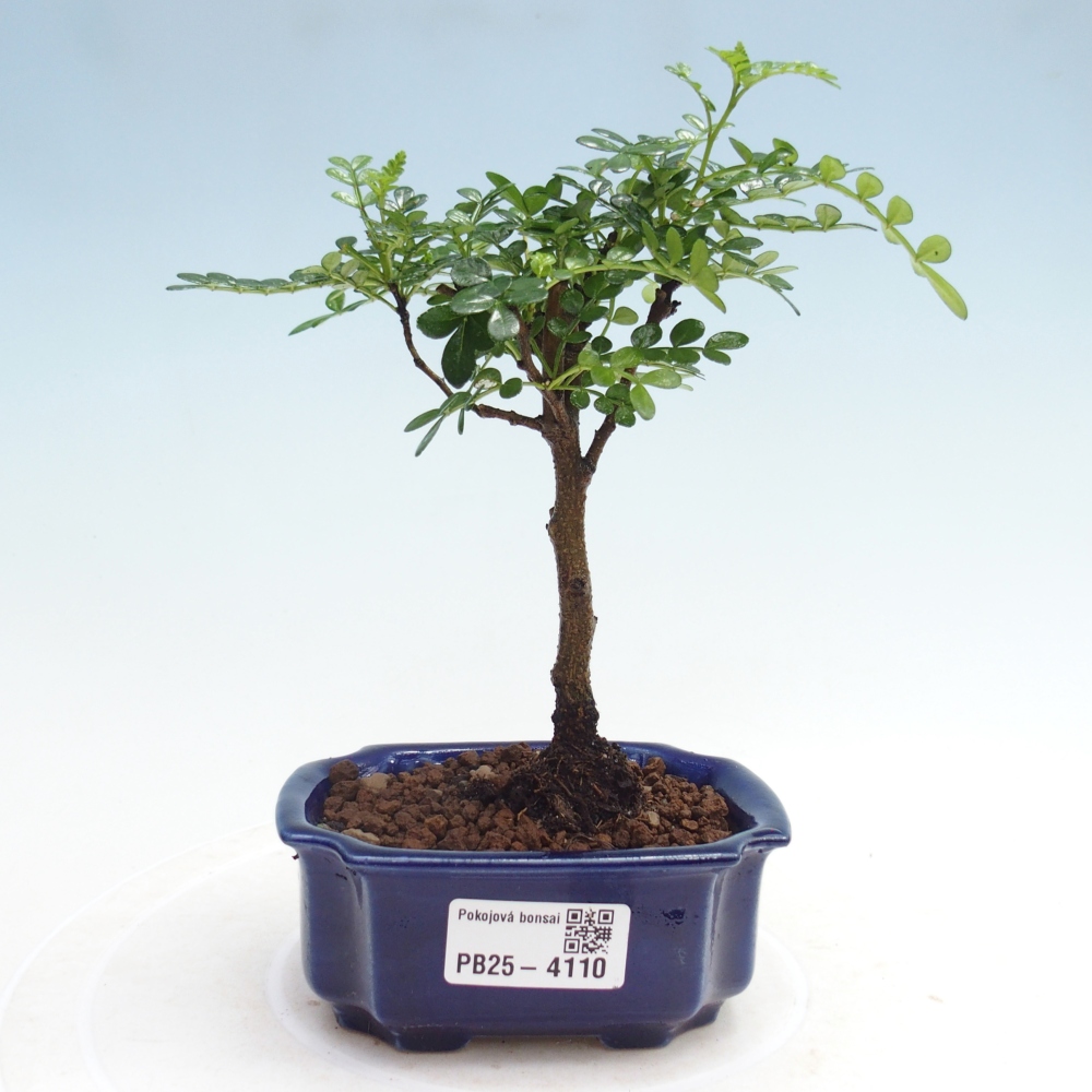 Zimmer Bonsai - Zantoxylum piperitum - Pfefferbaum 