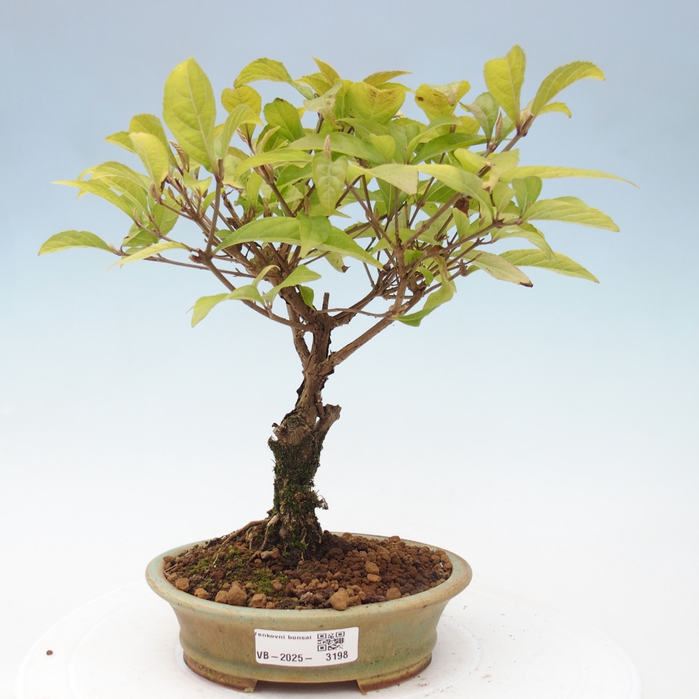 Bonsai im Freien - wunderschöne Pflanze - Callicarpa japonica