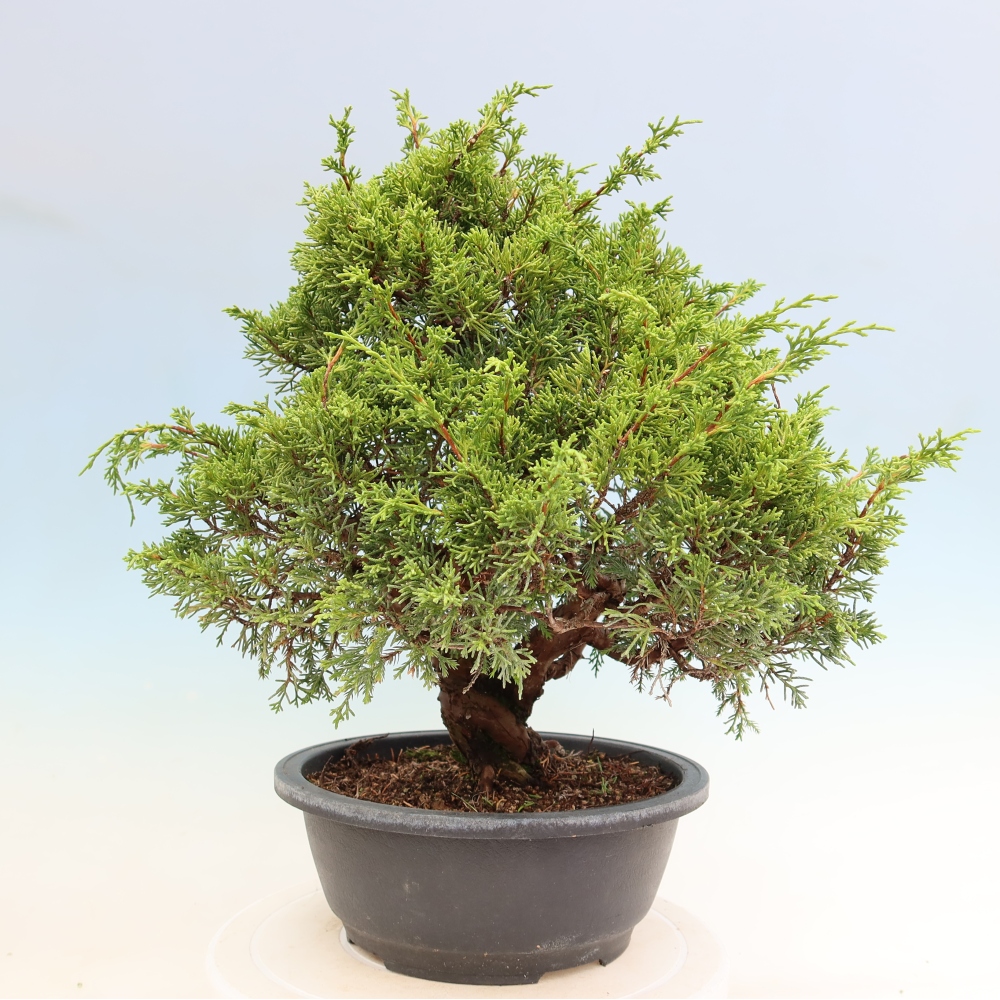 Bonsai für draußen - Juniperus chinensis Itoigawa-Juniperus chinensis