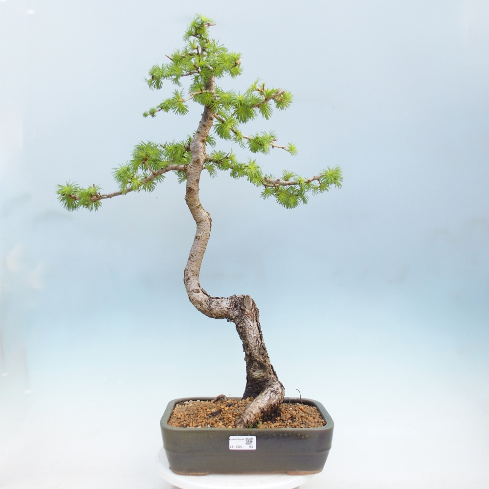 Bonsai für draußen -Larix decidua - Lärche
