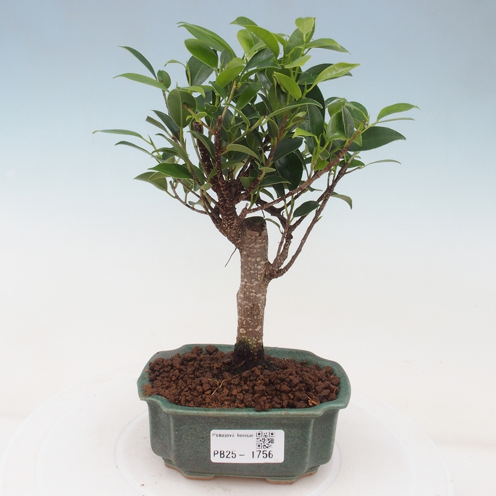 Zimmerbonsai - Kleinblättriger Ficus - Ficus kimmen