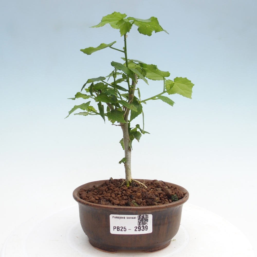 Zimmerbonsai - Malvaviscus arboreus - holziger Hibiskus