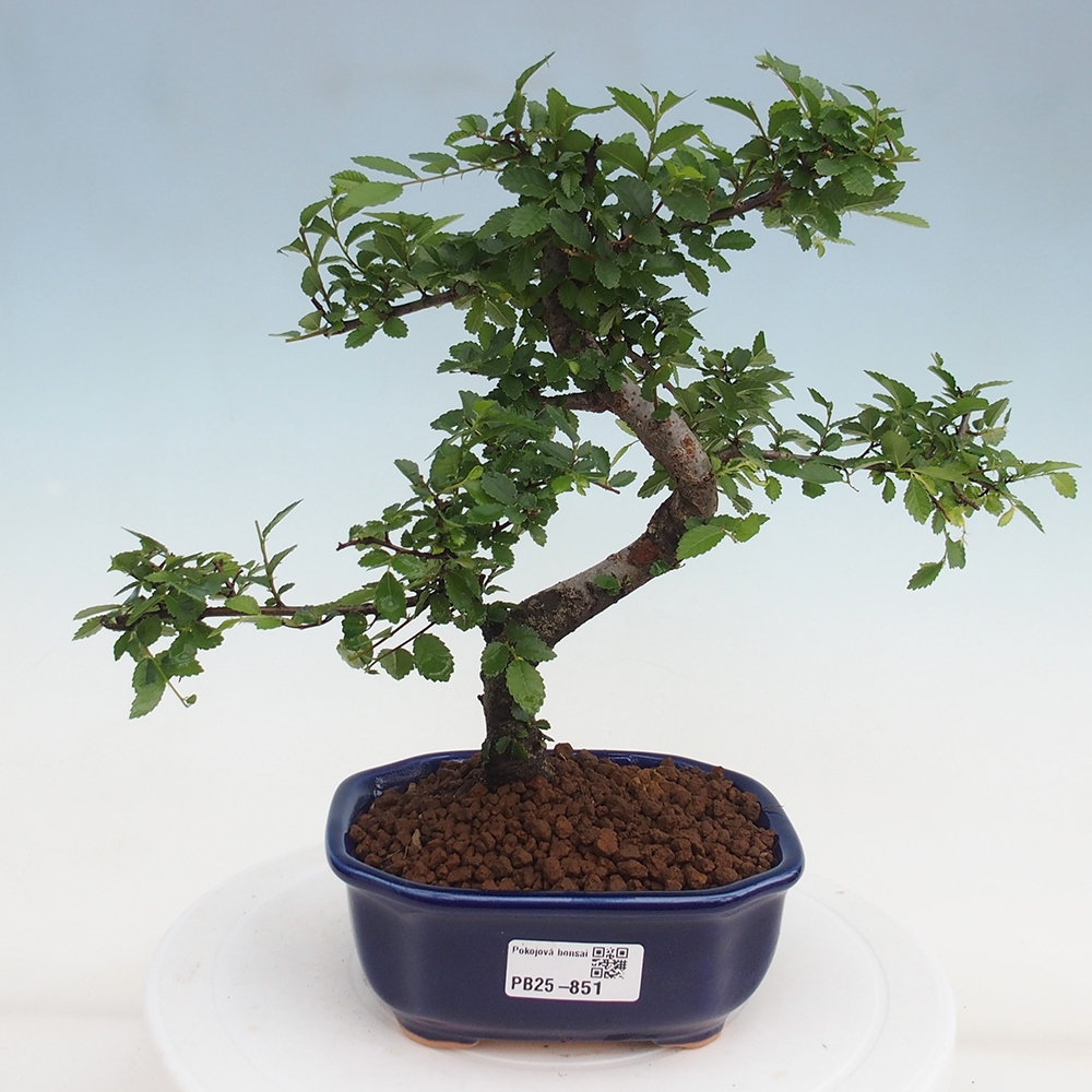 Zimmer Malolistý Ulme Bonsai