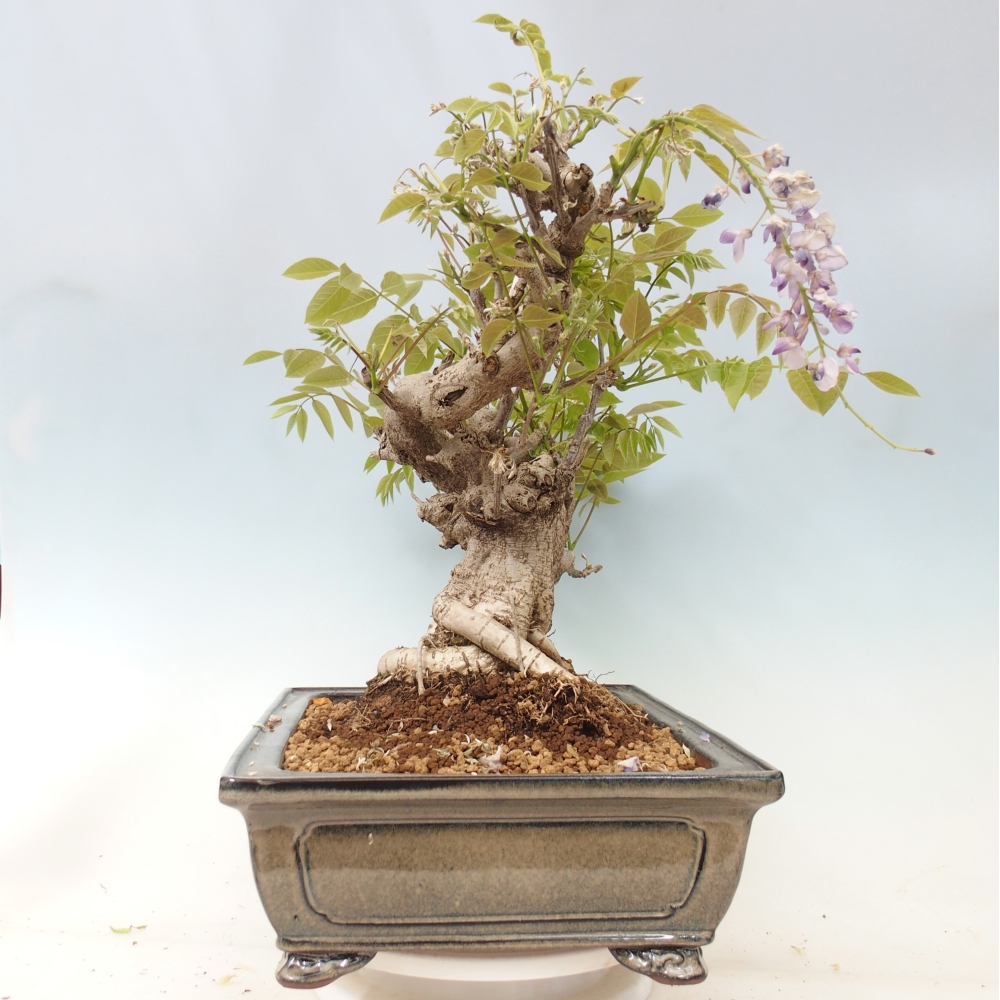 Bonsai für draußen - Wisteria floribunda