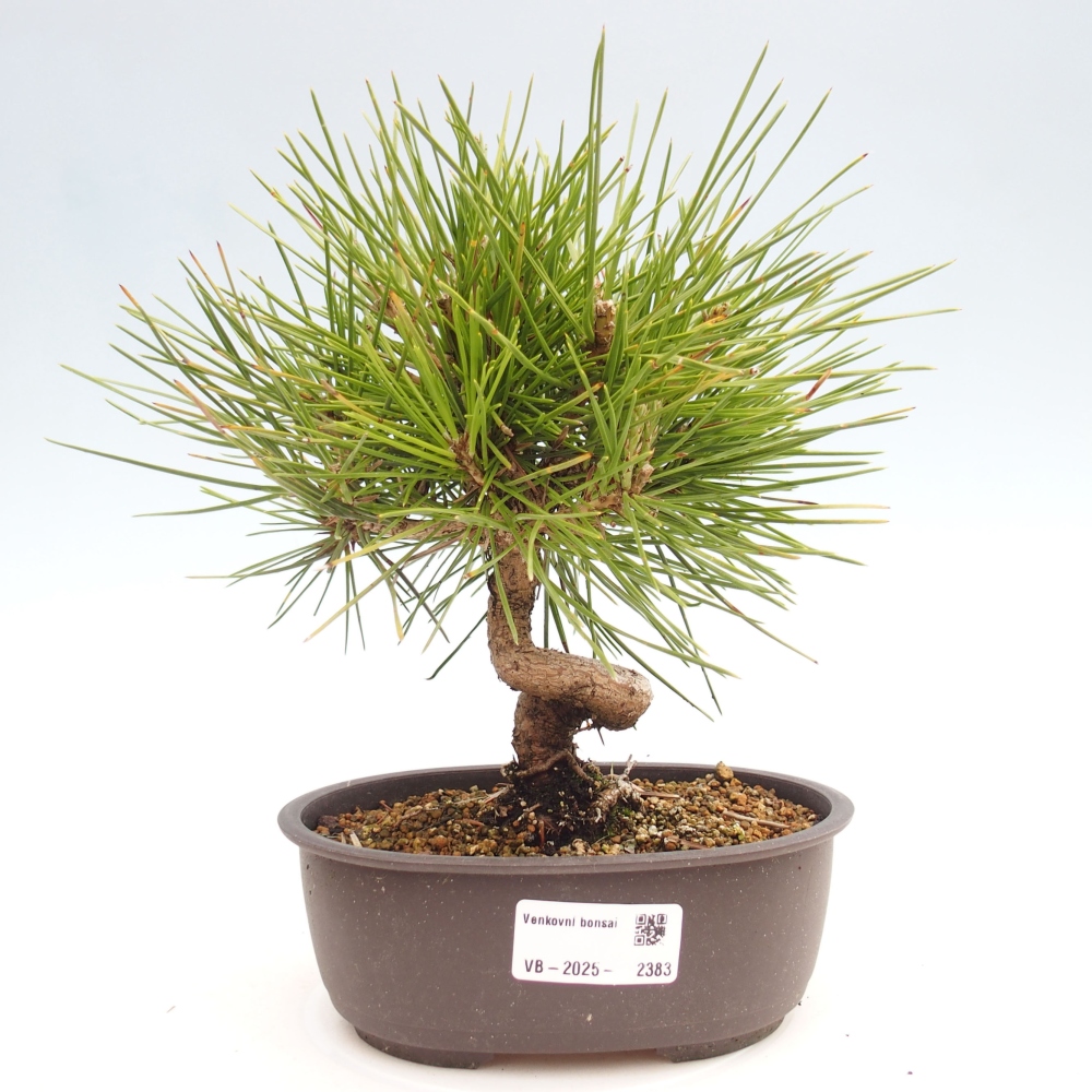 Bonsai im Freien - Pinus thunbergii - Thunbergia-Kiefer