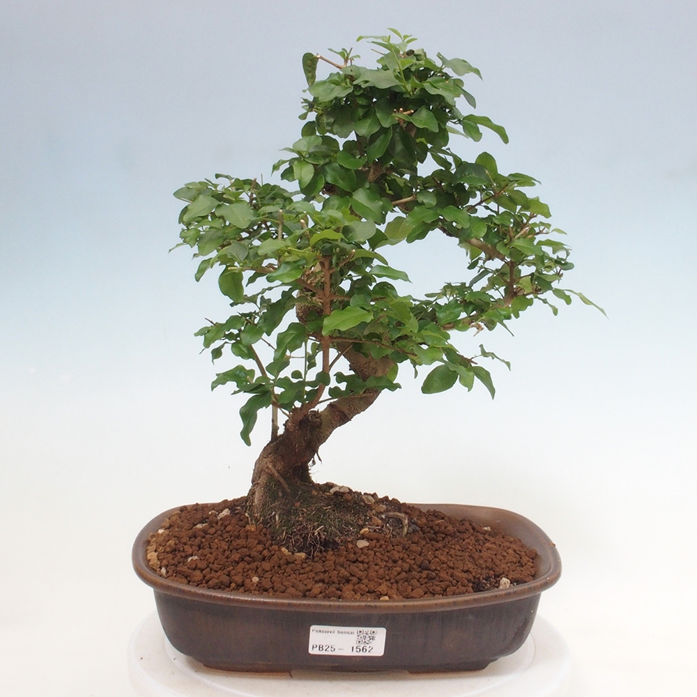 Zimmerbonsai -Ligustrum chinensis - Liguster