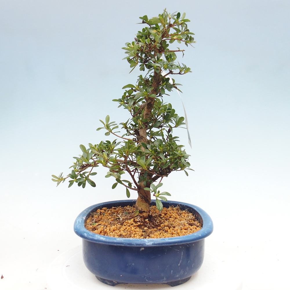 Bonsai für draußen - Japanische Azalee - Azalee Asahi-no-izumi
