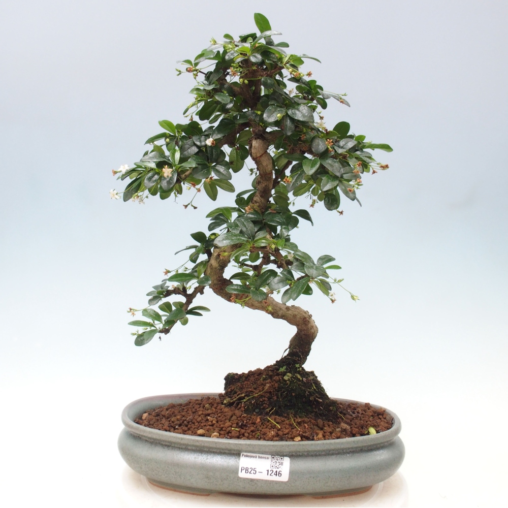 Zimmer Bonsai - Carmona macrophylla - Tea Fuki