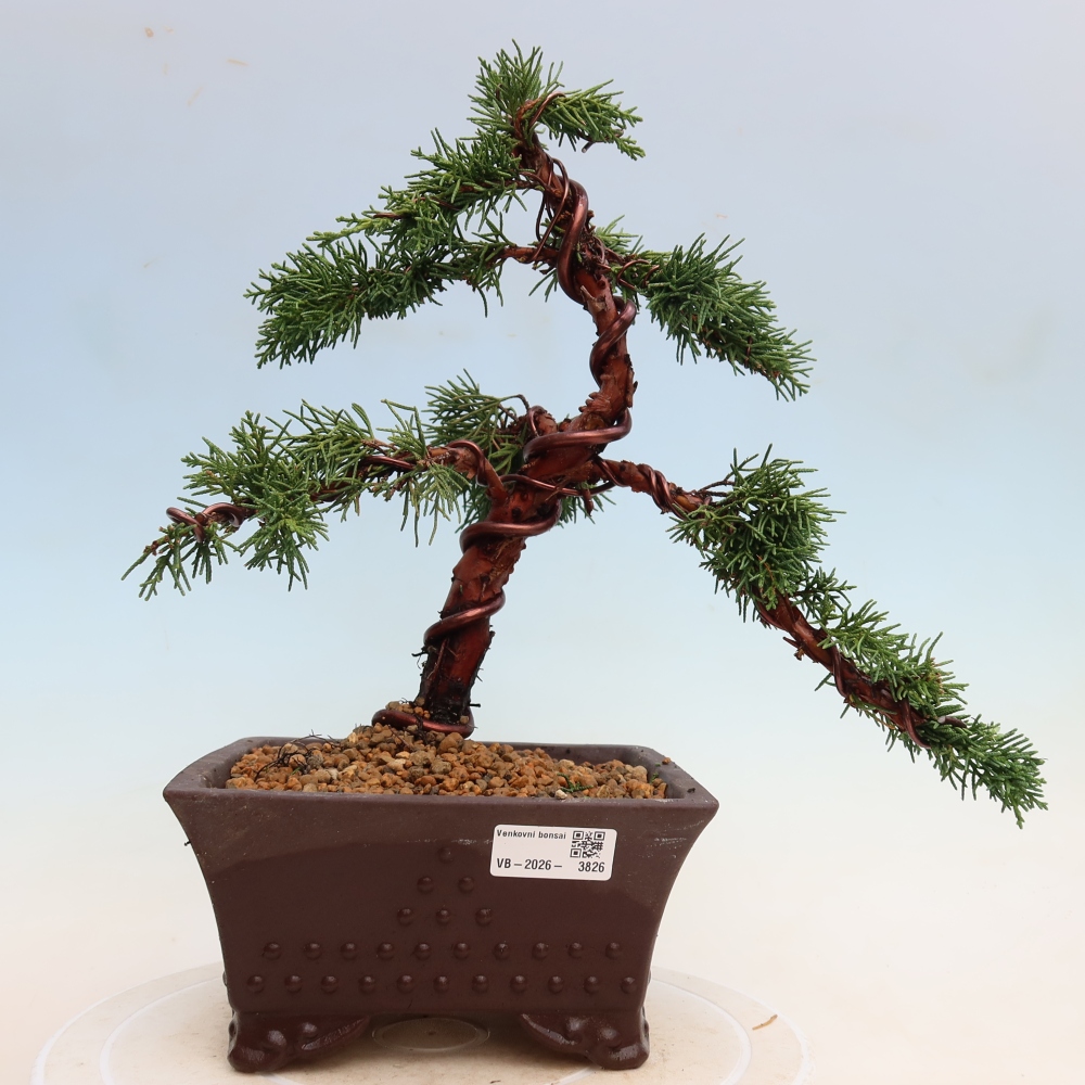 Bonsai für draußen - Juniperus chinensis Kishu