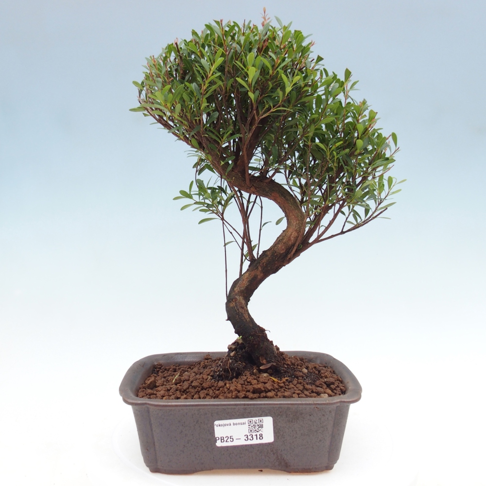 Zimmer Bonsai - Syzygium - Piment