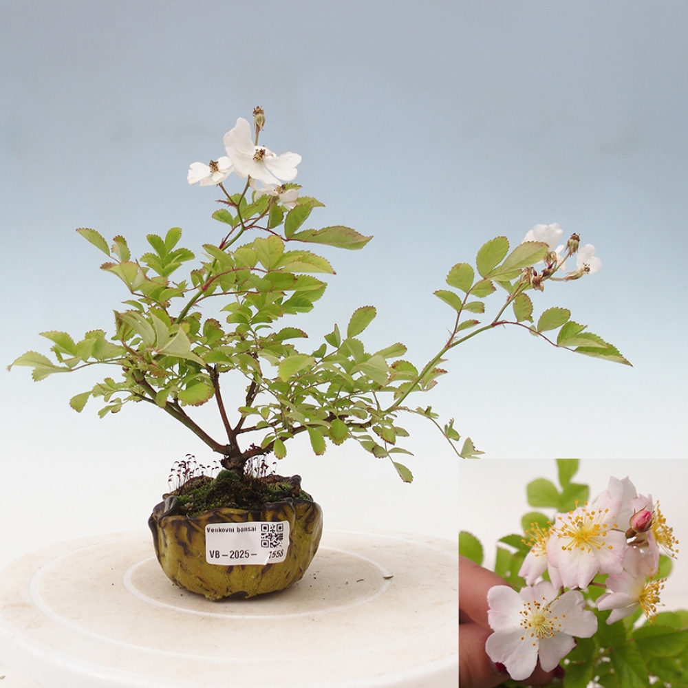 Freilandbonsai - Rosa sp. - kleinblumige Rose