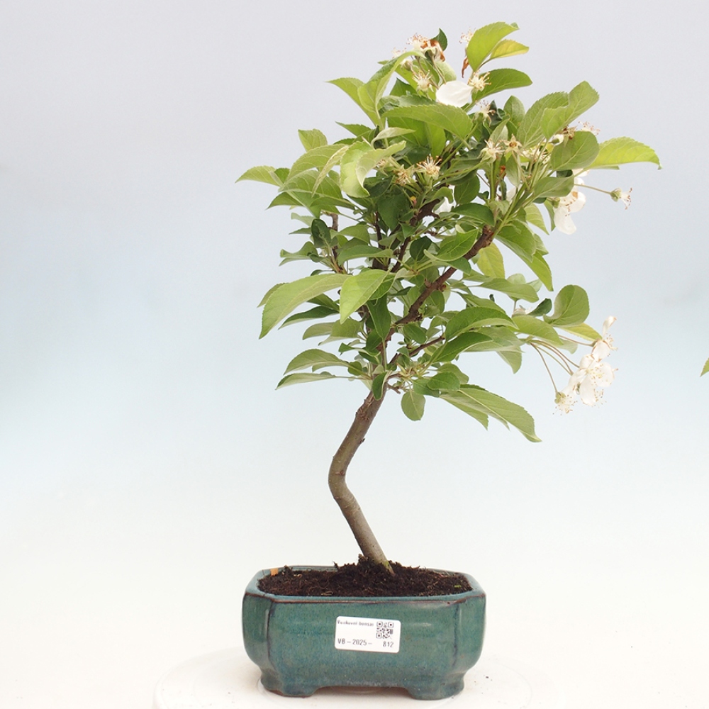 Bonsai im Freien - Malus halliana - Kleinfruchtiger Apfelbaum