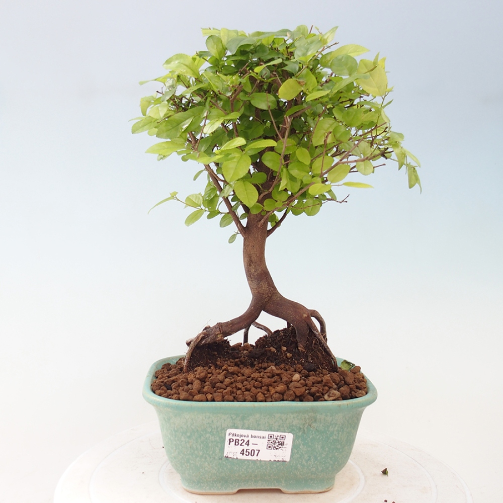 Zimmerbonsai - Sagerécie thea - Sagerécie thea