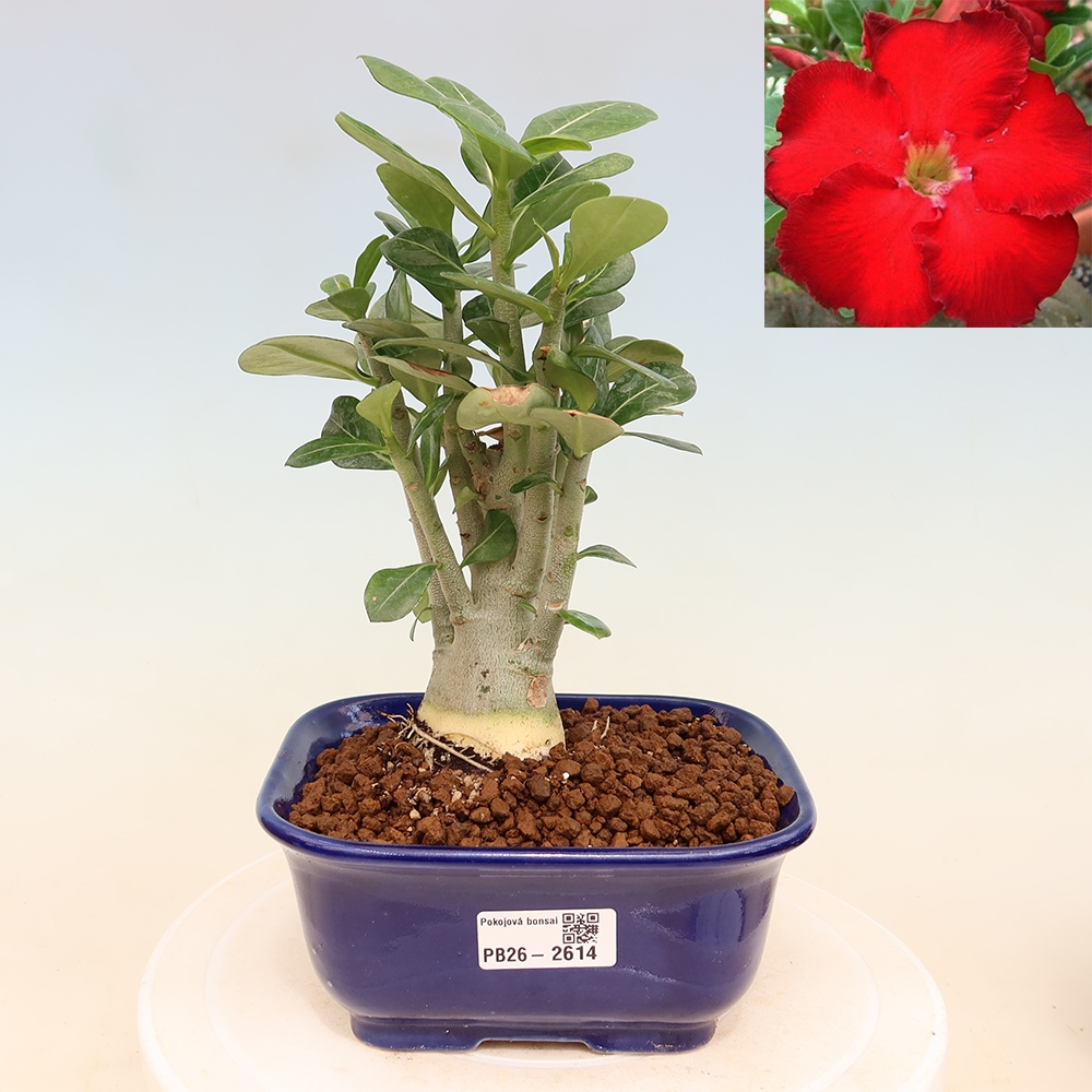 Zimmerbonsai – Adenium obesum „Red Star“ – Wüstenrose