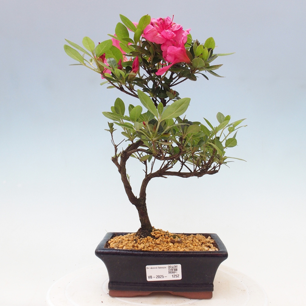 Bonsai im Freien - Japanische Azalee - Azalea sp.