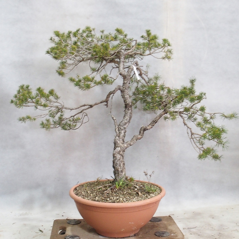 Yamadori - Pinus sylvestris 