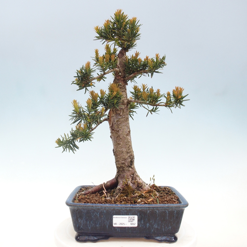 Bonsai im Freien - Taxus cuspidata - Japanische Eibe