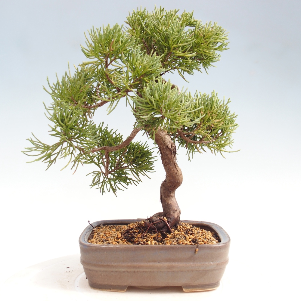 Bonsai für draußen - Juniperus chinensis Kishu