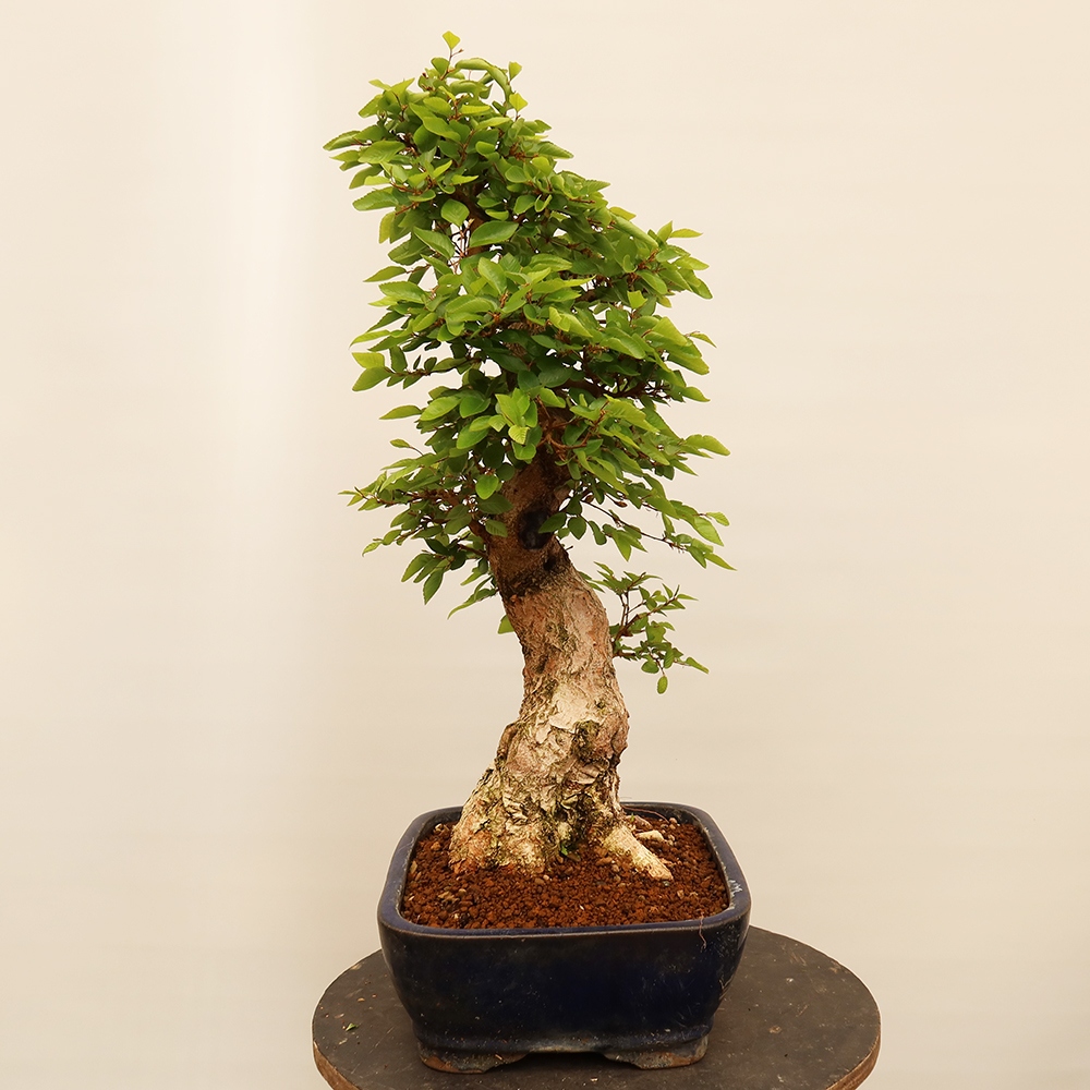 Bonsai im Freien - Carpinus Coreana - Koreanische Hainbuche