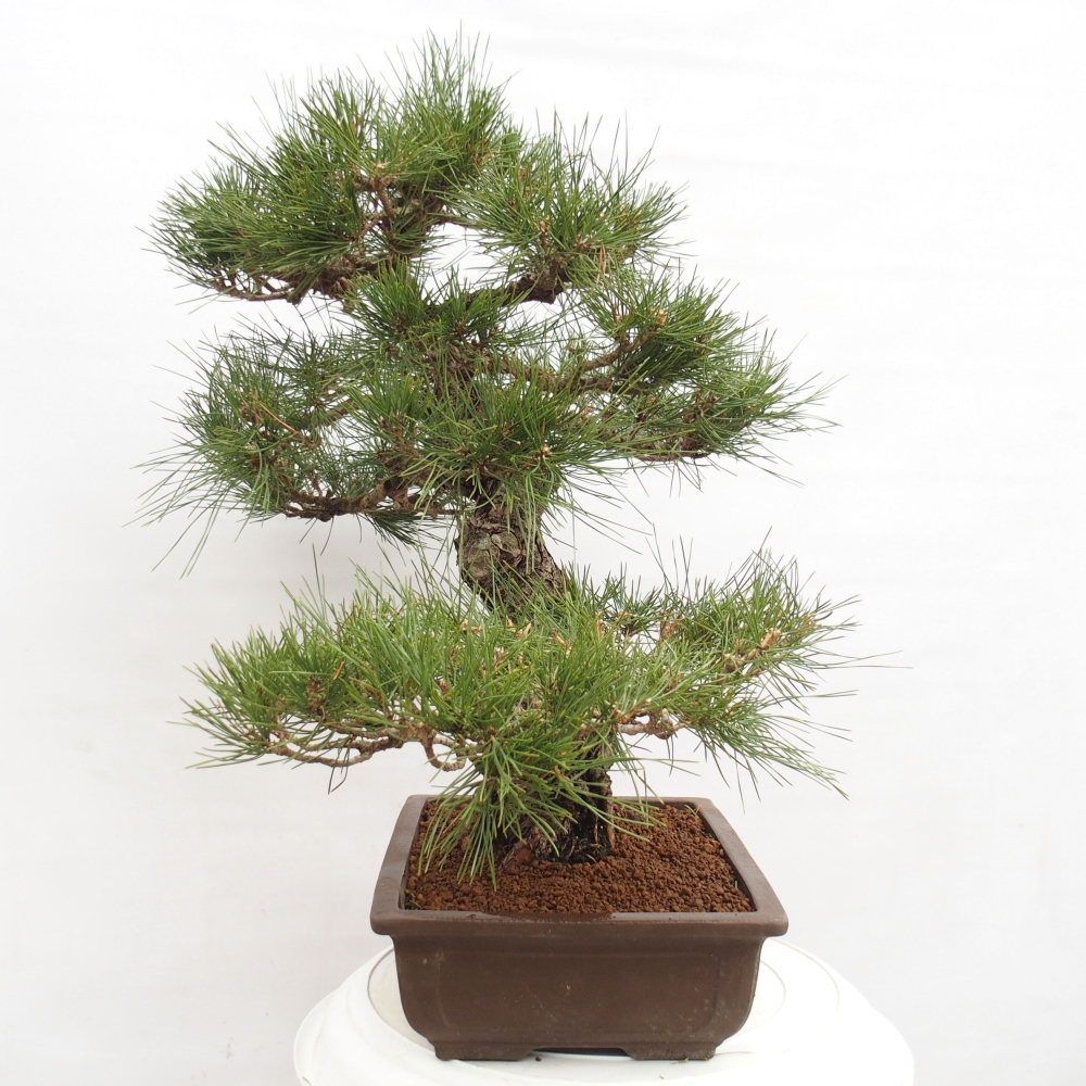 Outdoor-Bonsai - Pinus thunbergii - Thunbergkiefer