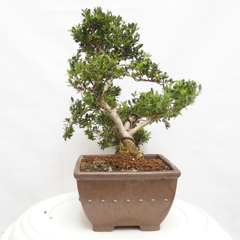Zimmerbonsai - Ilex crenata - Holly