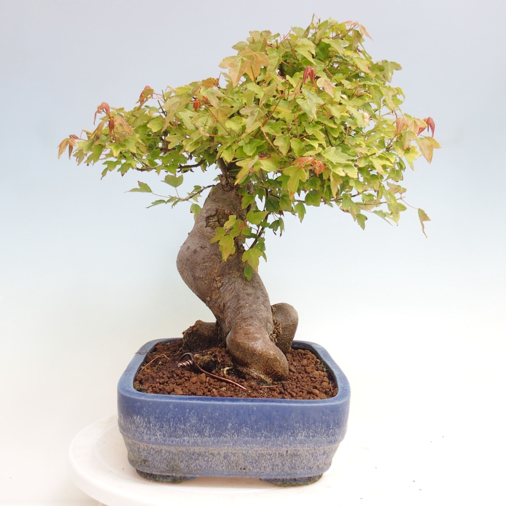 Bonsai im Freien - Ahorn Buergerianum - Burger Maple