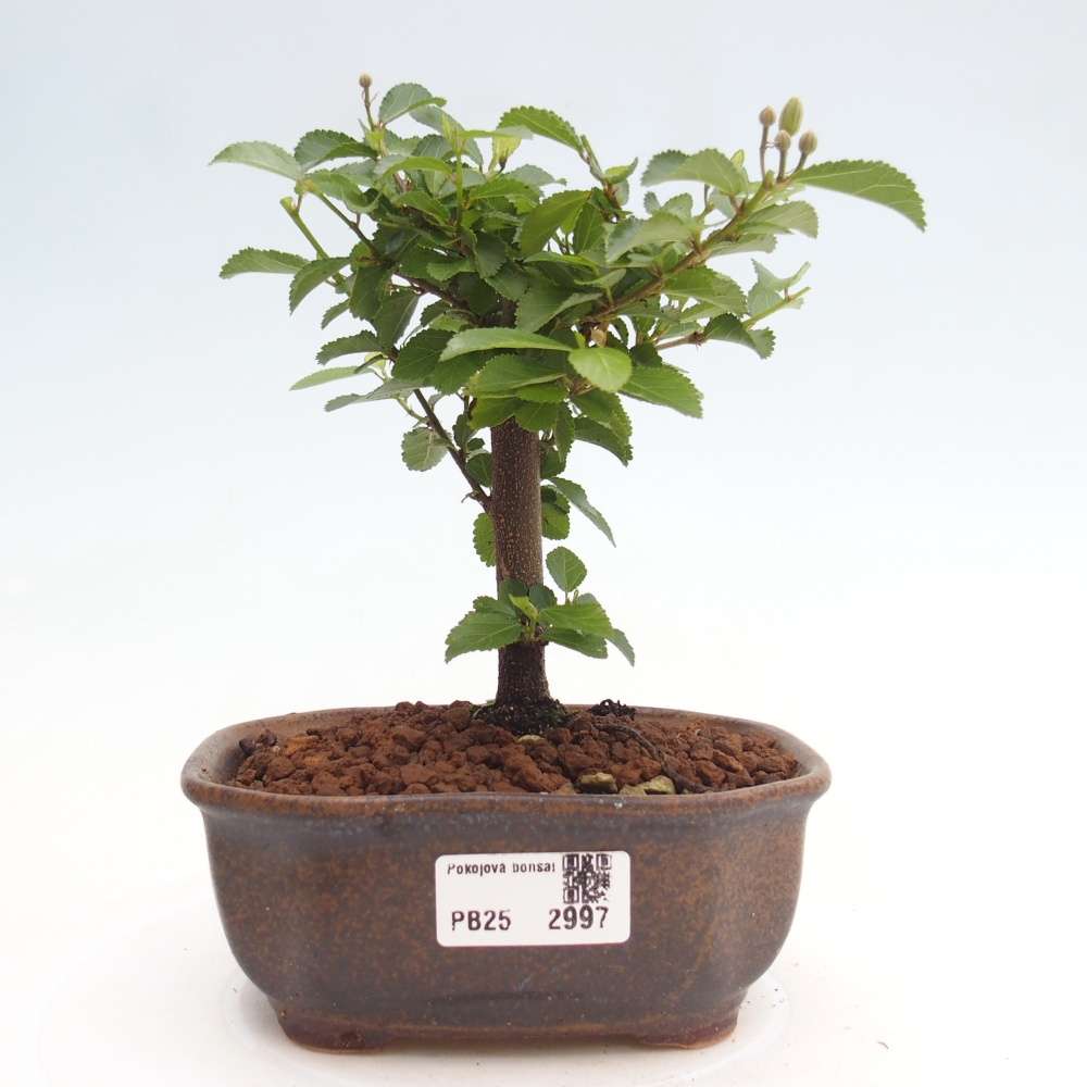 Zimmerbonsai - Grewia occidentalis - Lavendelstern
