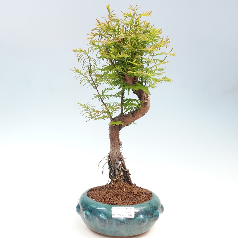 Bonsai im Freien - Metasequoia glyptostroboides - Chinesischer Metasequoia