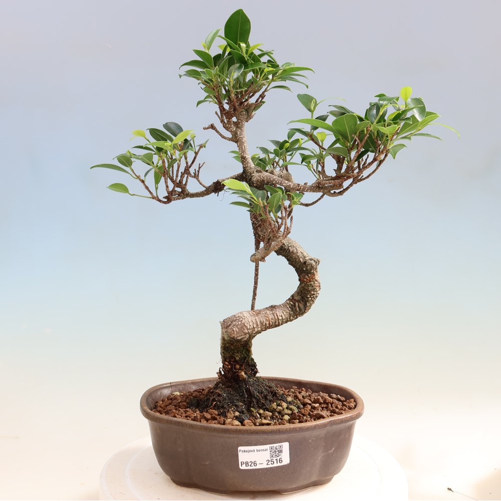Zimmerbonsai - Ficus retusa - Kleinblättriger Ficus