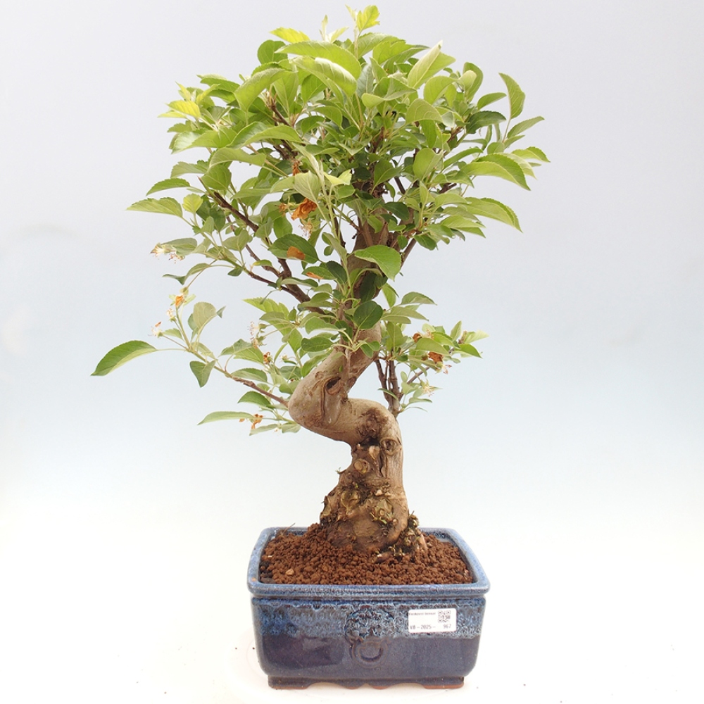 Bonsai im Freien - Malus halliana - Kleinfruchtiger Apfelbaum