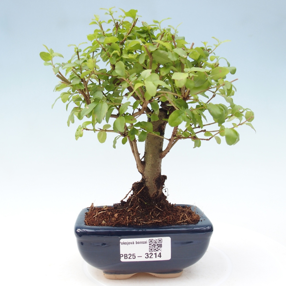 Zimmer Bonsai -Ligustrum chinensis - Vogelschnabel